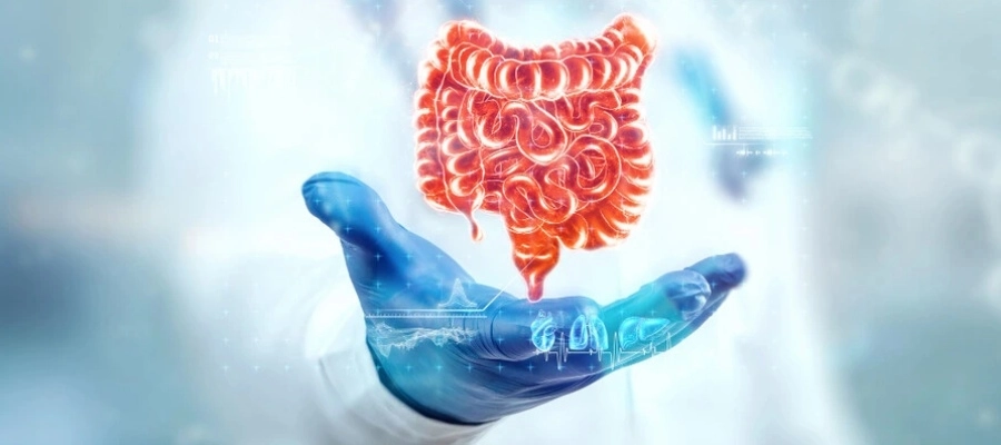 Quantos metros tem o intestino e qual sua divisão? - Tamarine