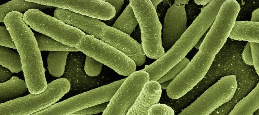 Supercrescimento bacteriano