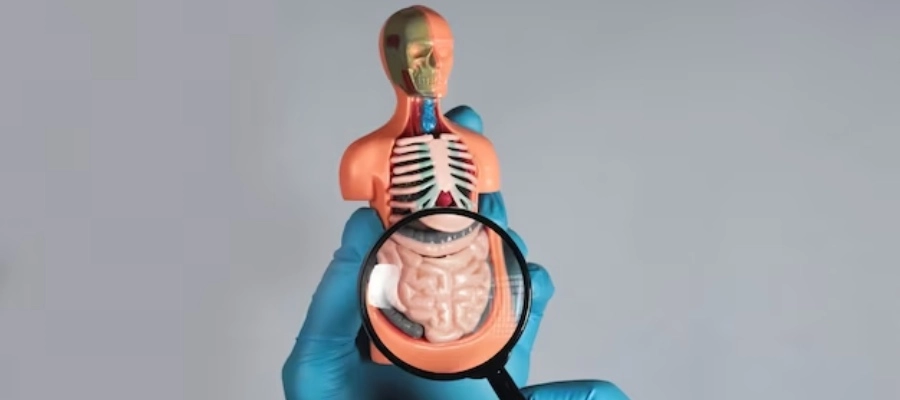 miniatura do corpo humano sob uma lupa