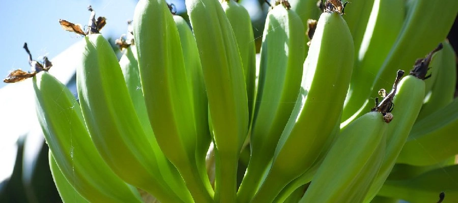 um monte de bananas penduradas em uma árvore