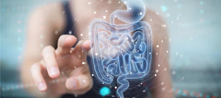 uma pessoa interagindo com uma ilustração do intestino
