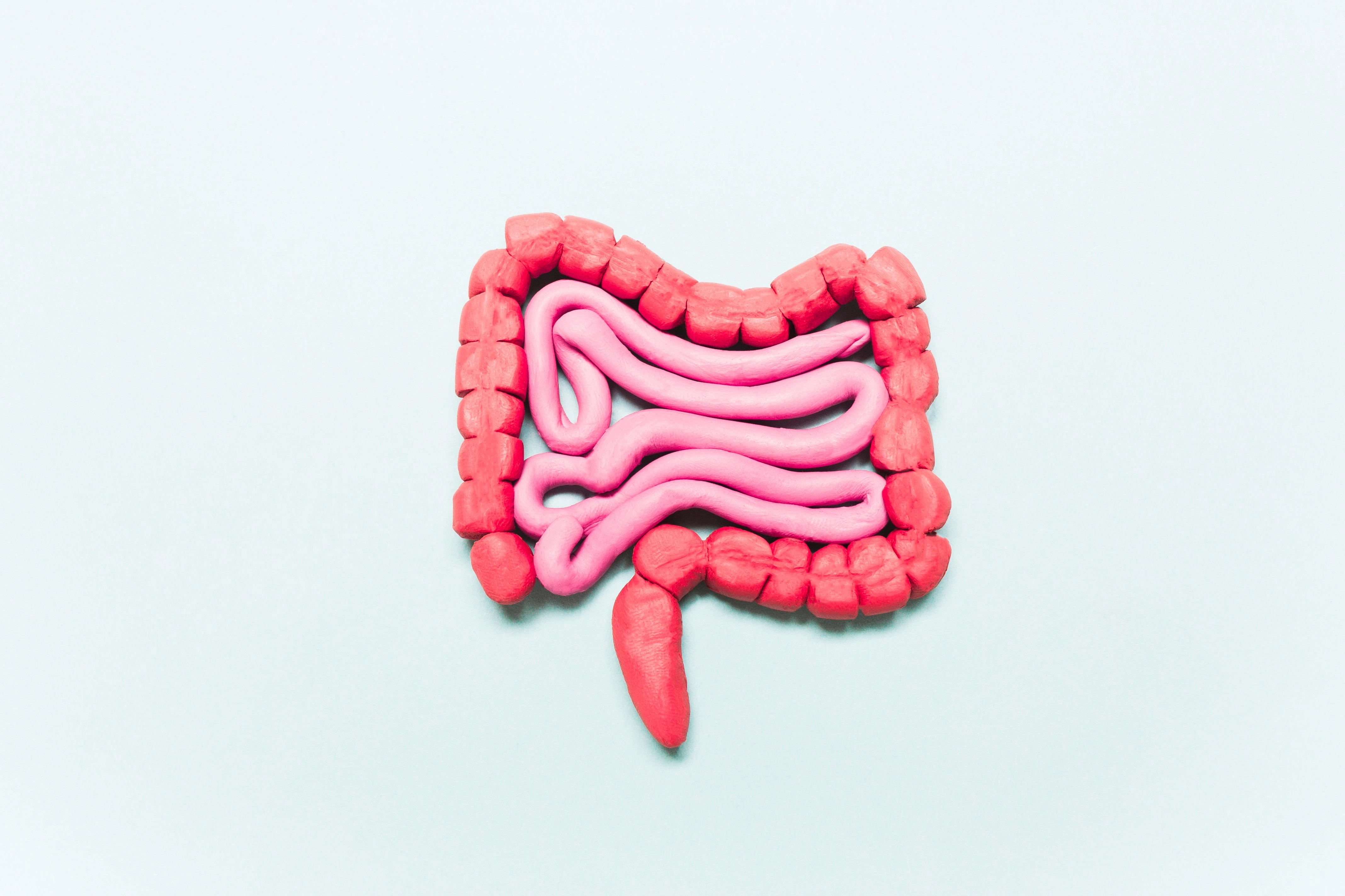ilustração intestino delgado e grosso