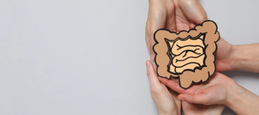 mãos seguram uma ilustração de intestino