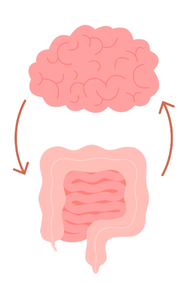 Ilustração de um cérebro e um intestino, com setas em sentido anti-horário.